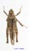 Chrotogonus_turanicus_m_1219