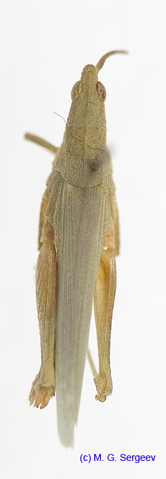 Pyrgomorpha_bispinosa_deserti_f_1215