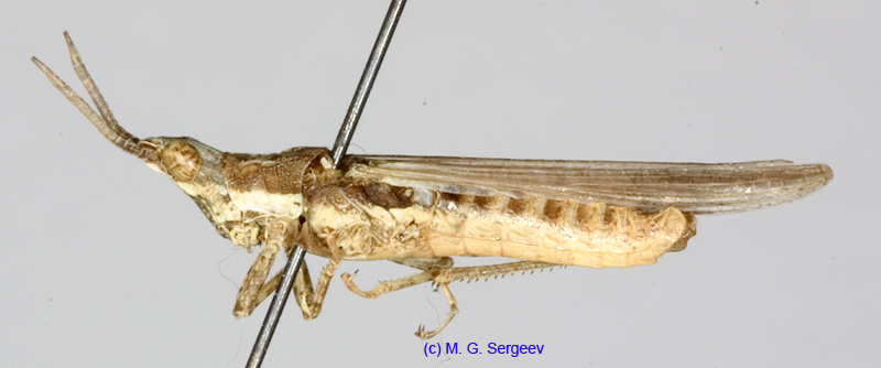 Pyrgomorpha_bispinosa_deserti_m_1216