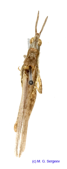 Pyrgomorpha_bispinosa_deserti_m_1217