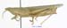 Pyrgomorpha_bispinosa_deserti_f_1214