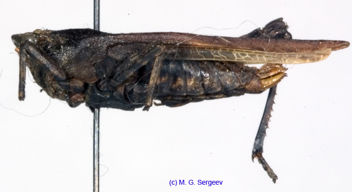 Clinotettix_ussuriensis_f_1106