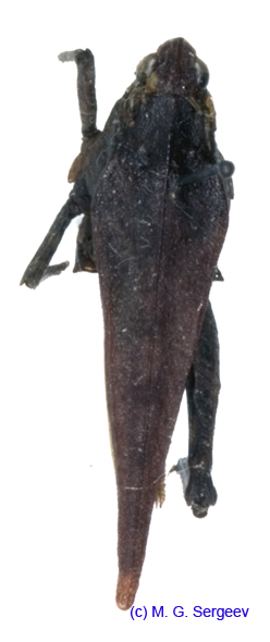 Clinotettix_ussuriensis_f_1107