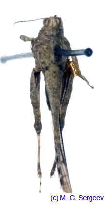 Ergatettix_dorsiferus_m_1113