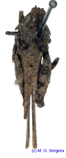 Paratettix_uvarovi_f_1109