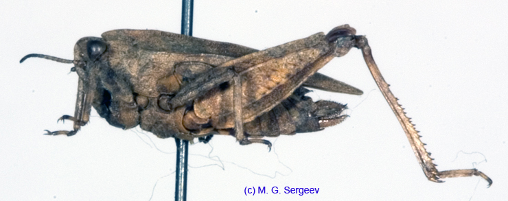 Tetrix_bipunctata_f_1102