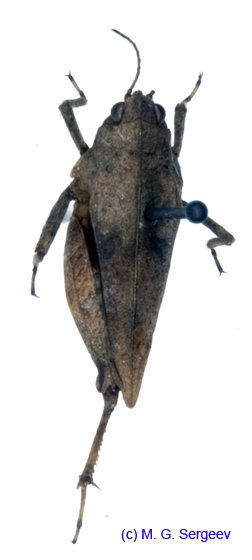 Tetrix_bipunctata_f_1103