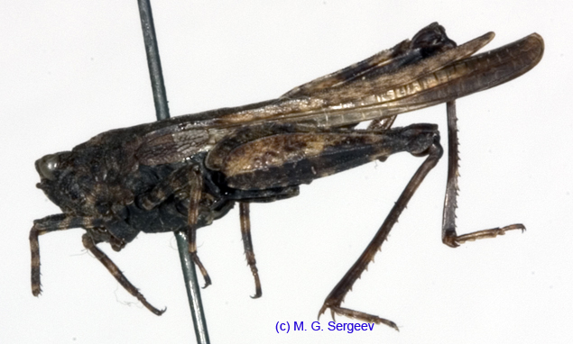 Tetrix_fuliginosa_f_1084
