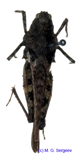 Tetrix_fuliginosa_f_1085