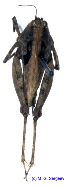 Tetrix_japonica_f_1099