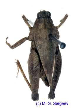 Tetrix_japonica_m_1101