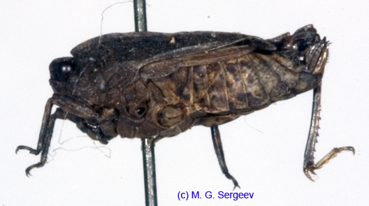 Tetrix_simulans_f_1092