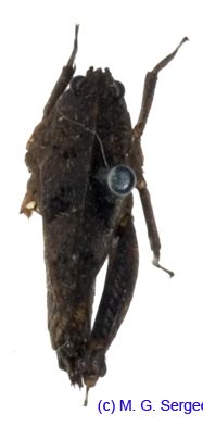 Tetrix_simulans_f_1093