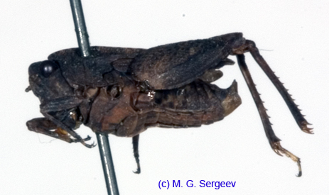 Tetrix_simulans_m_1094