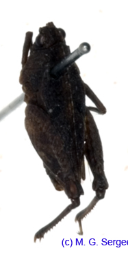 Tetrix_simulans_m_1095