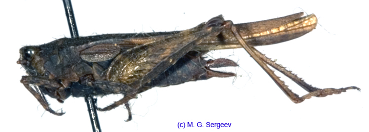 Tetrix_subulata_f_1082