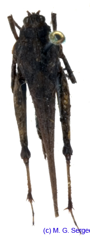 Tetrix_subulata_f_1083
