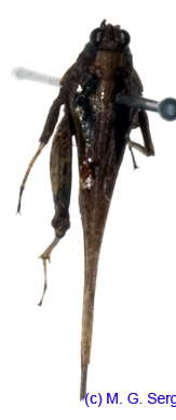 Tetrix_subulata_m_1081