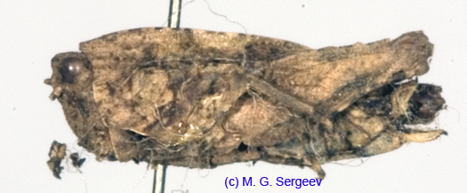 Tetrix_tartara_subacuta_f_1088