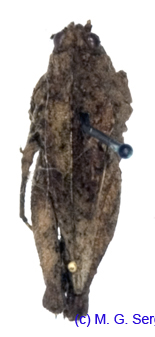 Tetrix_tartara_subacuta_f_1089