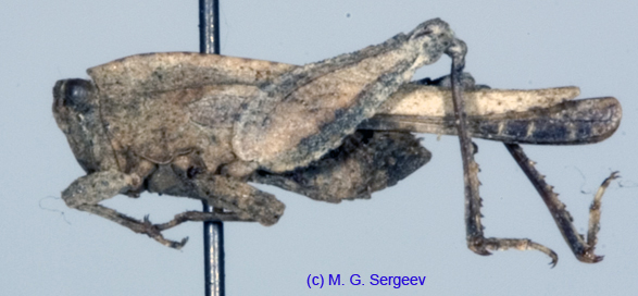 Tetrix_tartara_subacuta_m_1090
