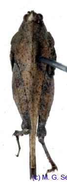 Tetrix_tartara_subacuta_m_1091