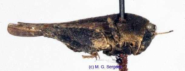 Tetrix_tartara_tartara_m_1086