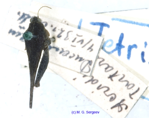Tetrix_tartara_tartara_m_1087