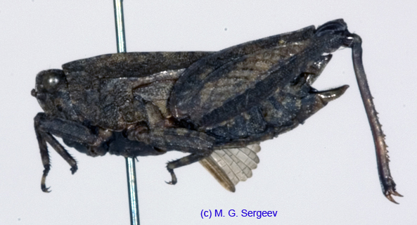 Tetrix_tenuicornis_f_1096