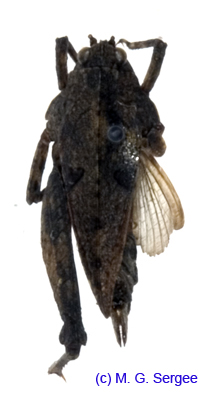 Tetrix_tenuicornis_f_1097