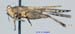 Ergatettix_dorsiferus_m_1112