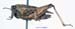 Tetrix_bipunctata_f_1102