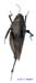 Tetrix_bipunctata_f_1103