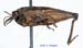 Tetrix_bipunctata_m_1104