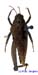 Tetrix_bipunctata_m_1105