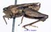 Tetrix_japonica_m_1100