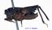 Tetrix_simulans_m_1094