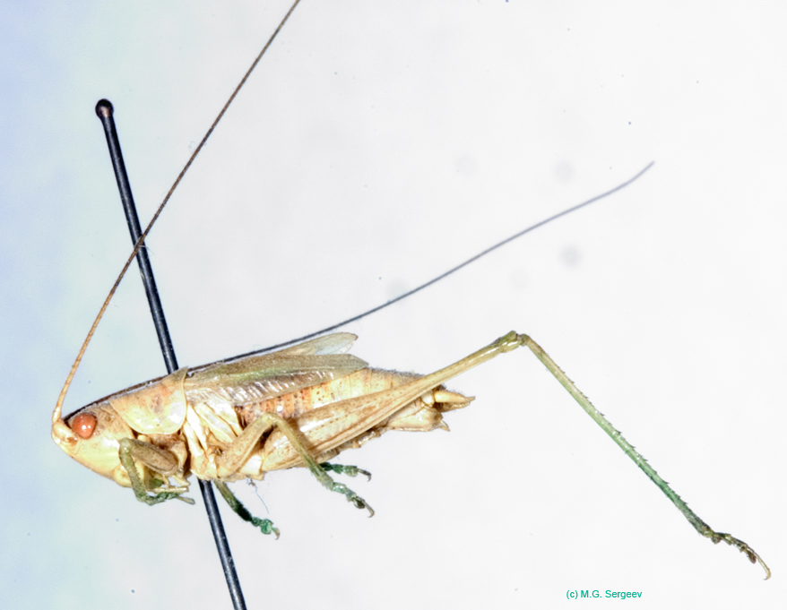 Conocephalus_beybienkoi_m_0827