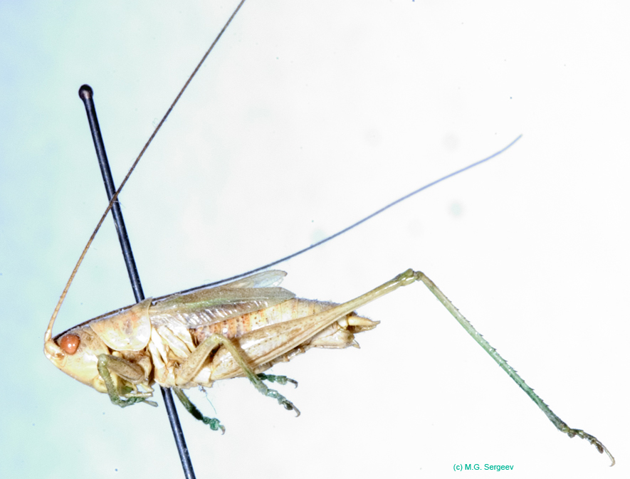 Conocephalus_beybienkoi_m_0828