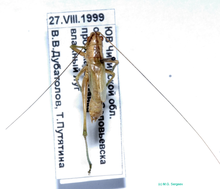 Conocephalus_beybienkoi_m_0829
