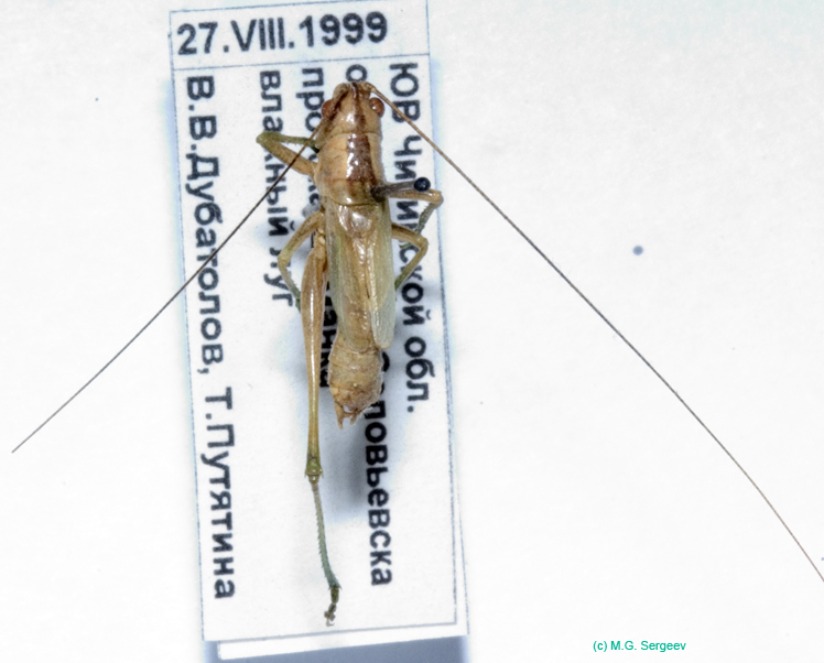 Conocephalus_beybienkoi_m_0830
