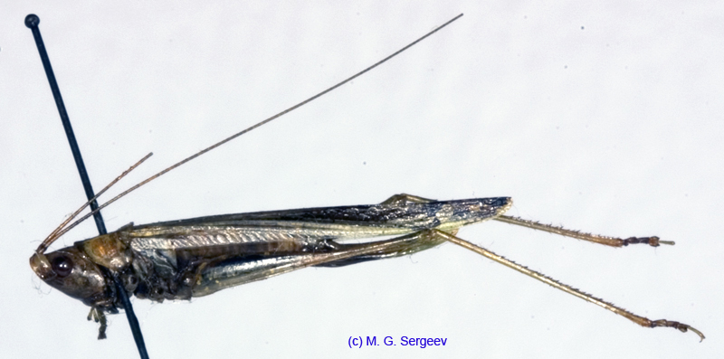 Conocephalus_chinensis_f_1067