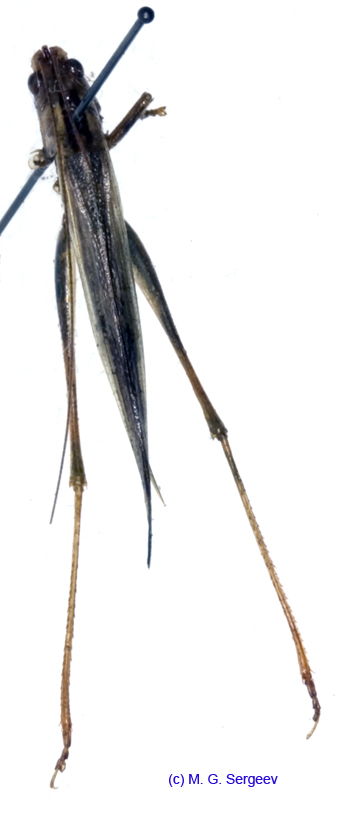 Conocephalus_chinensis_f_1068