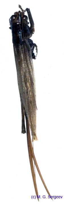 Conocephalus_discolor_f_1072