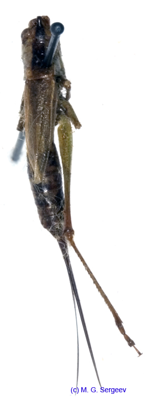 Conocephalus_japonicus_minutus_f_1075