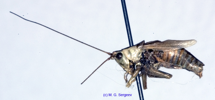 Conocephalus_percaudatus_m_1065
