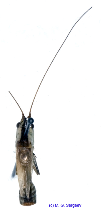 Conocephalus_percaudatus_m_1066