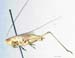 Conocephalus_beybienkoi_m_0827