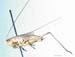 Conocephalus_beybienkoi_m_0828
