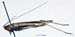 Conocephalus_chinensis_f_1067